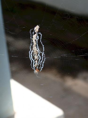 Réf. 269 463 : Cyclosa sp.